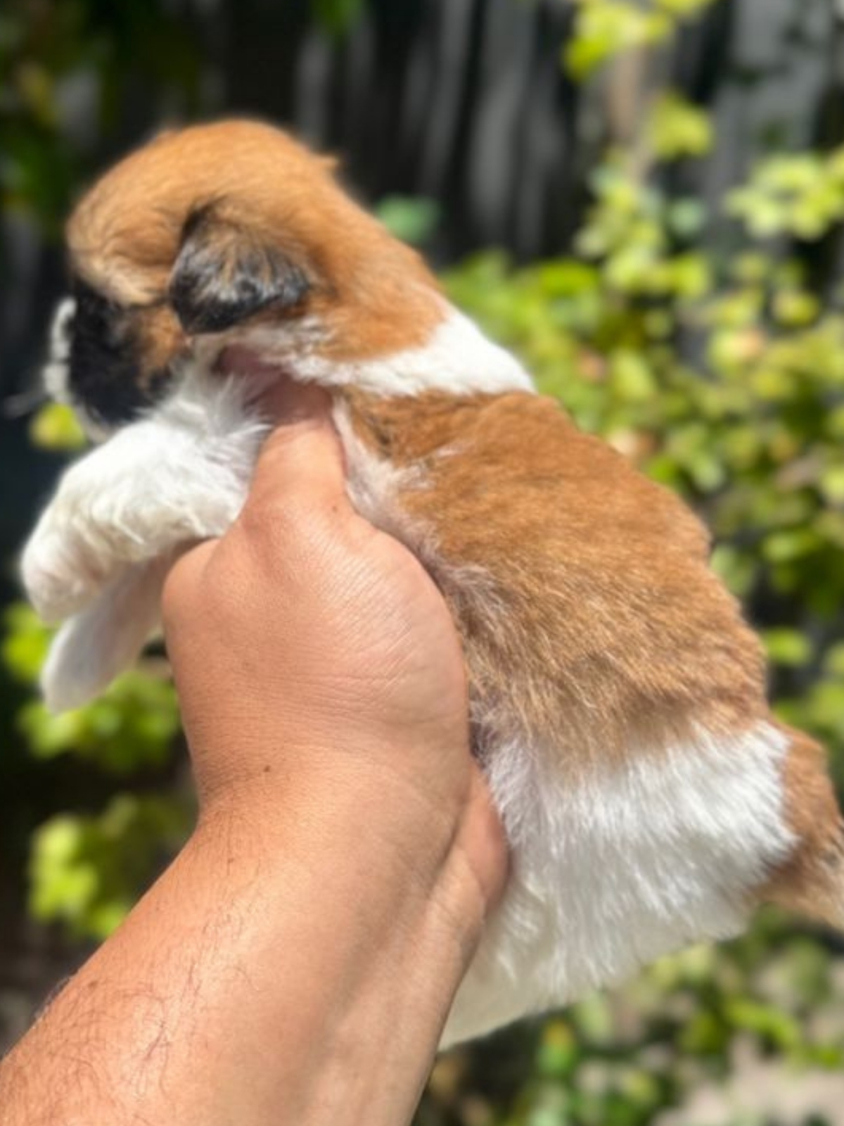 Shi Tzu